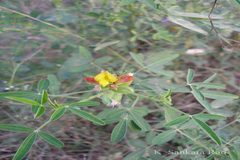 Crotalaria goreensis